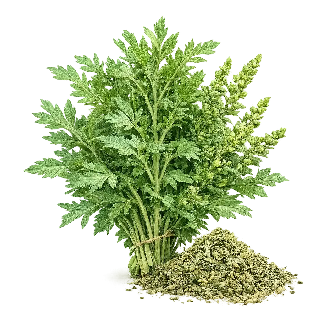 Mugwort