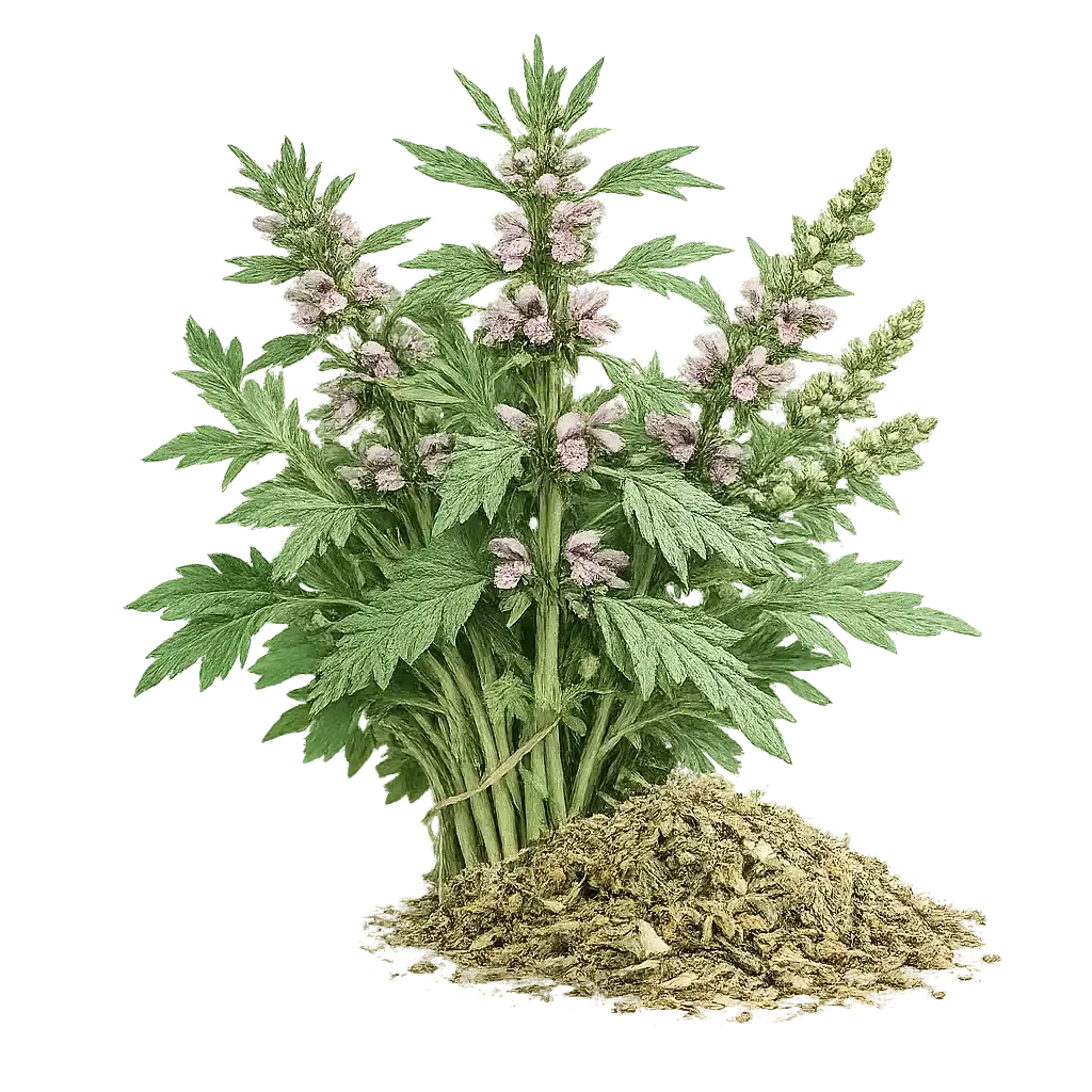 Motherwort