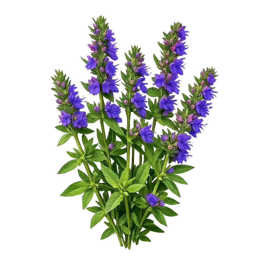 Hyssop