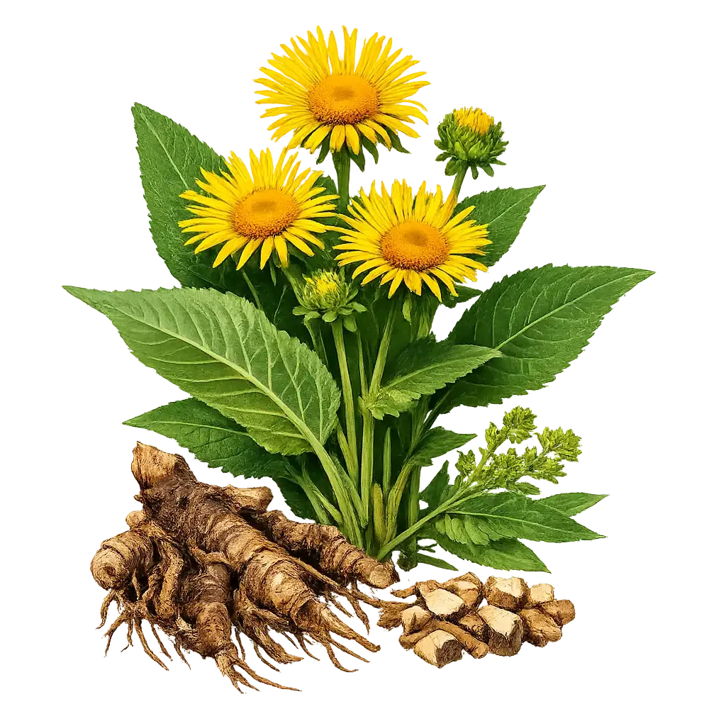 Elecampane