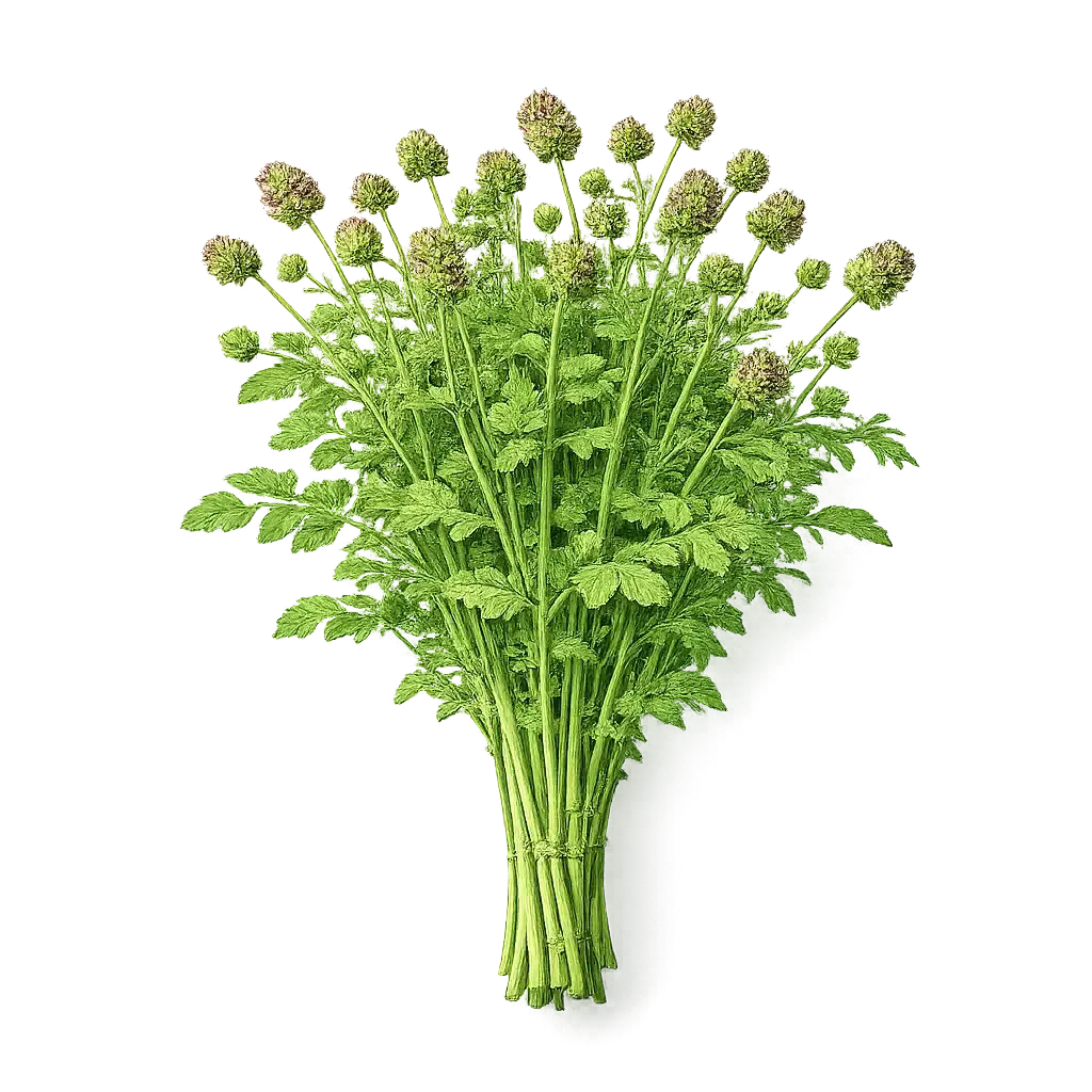 Burnet (Salad Burnet)