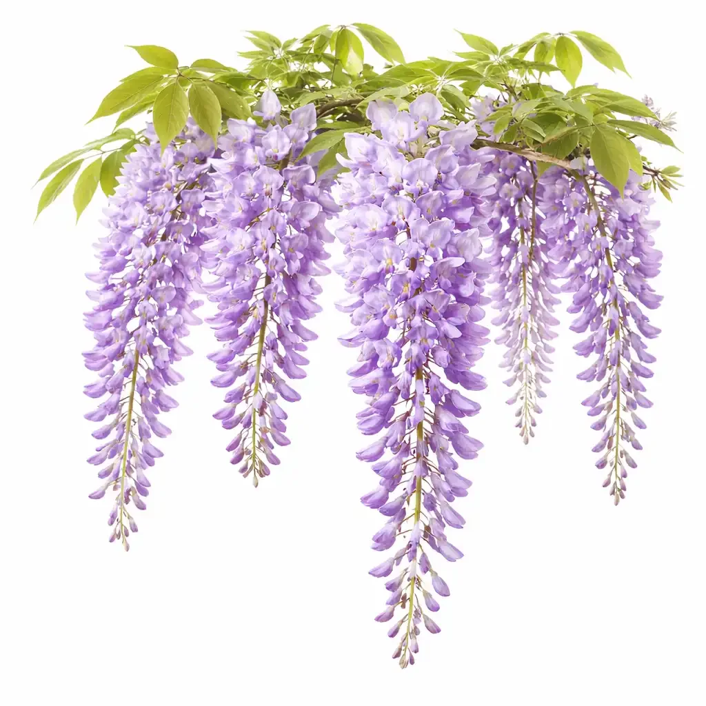 Wisteria