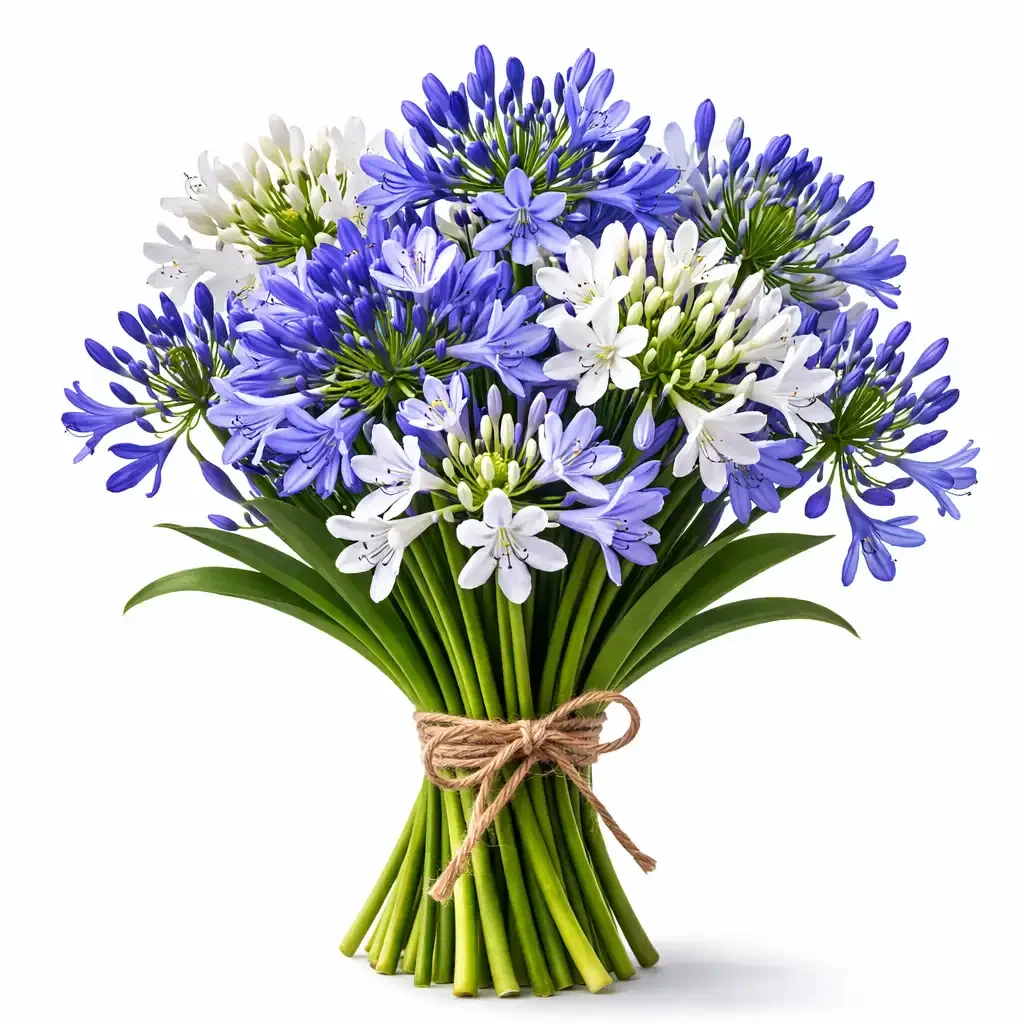 Agapanthus