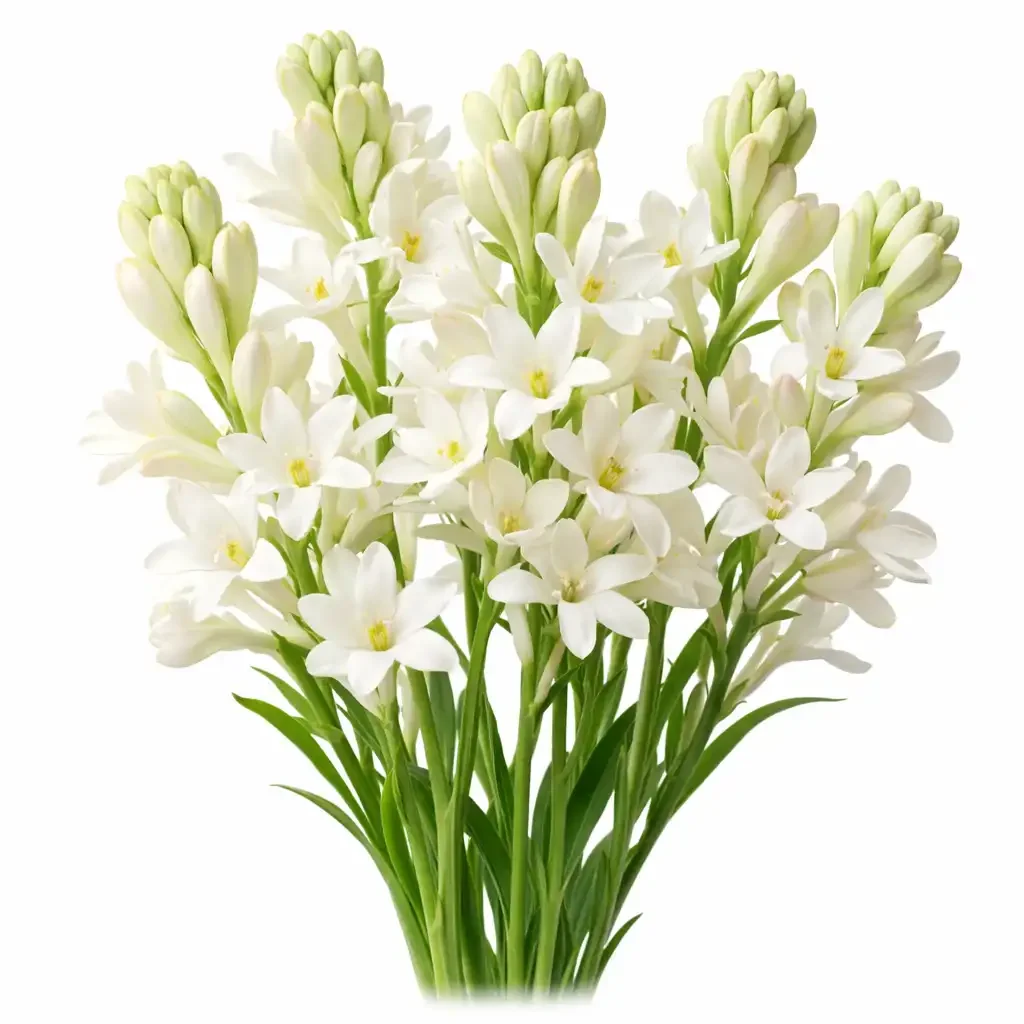 Tuberose