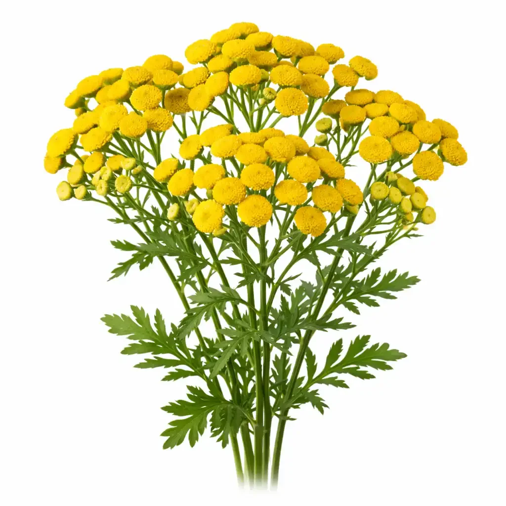 Tansy