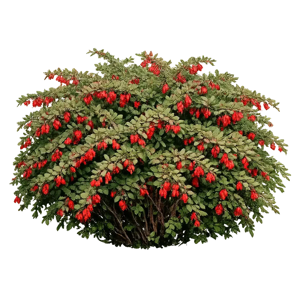 Barberry
