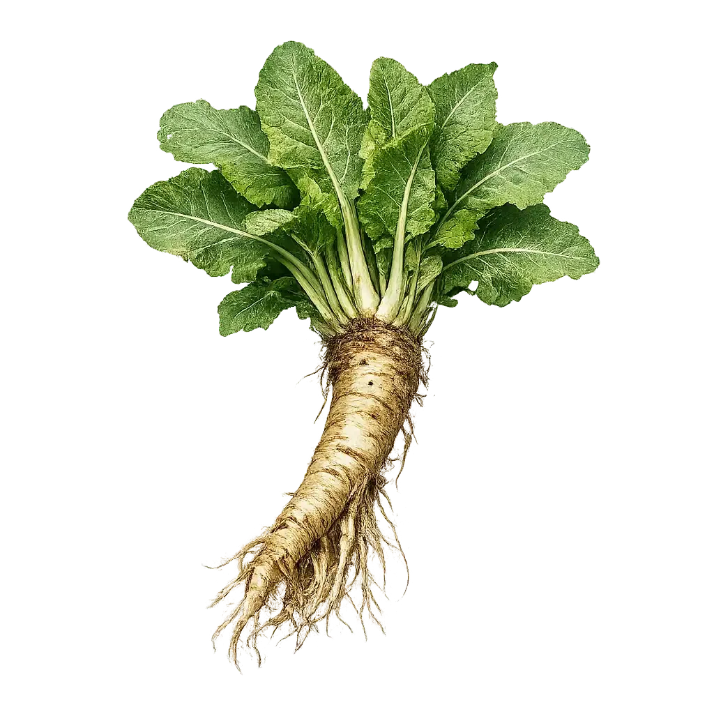 Horseradish