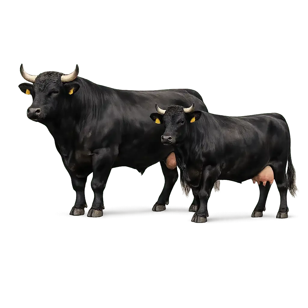 Wagyu cattle in crisp profile