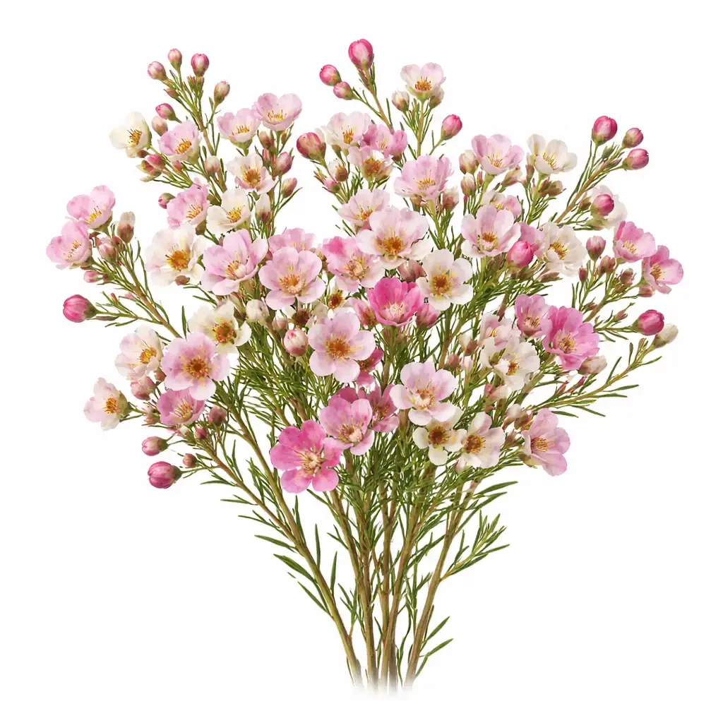 Waxflower