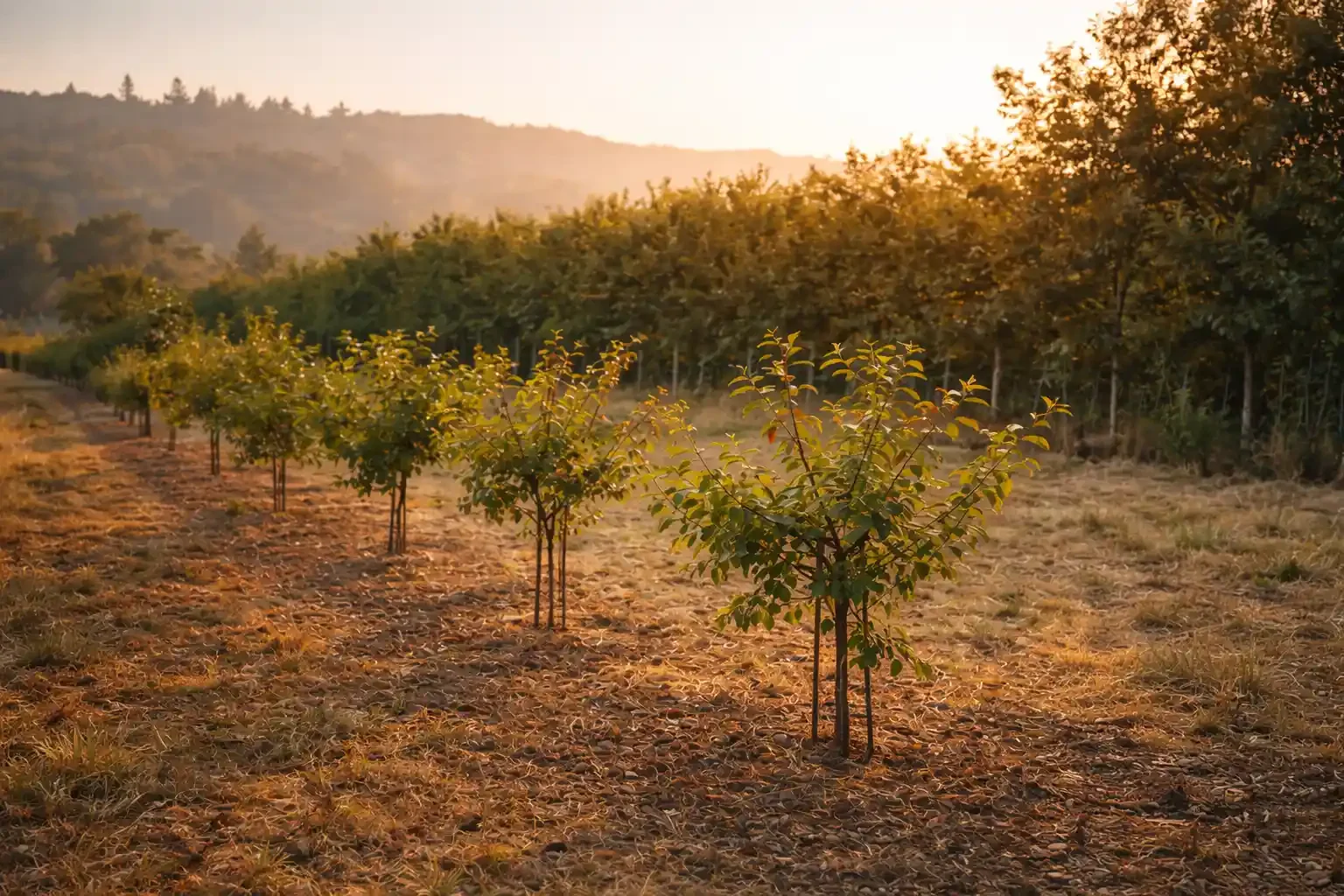 Row of young trees in a vineyard at sunset with mountain in the background