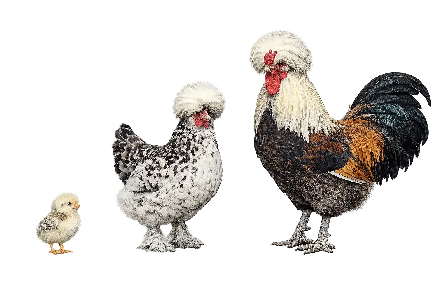 Ornamental Layer (Hatchery Line) chick, hen, and rooster on a transparent background