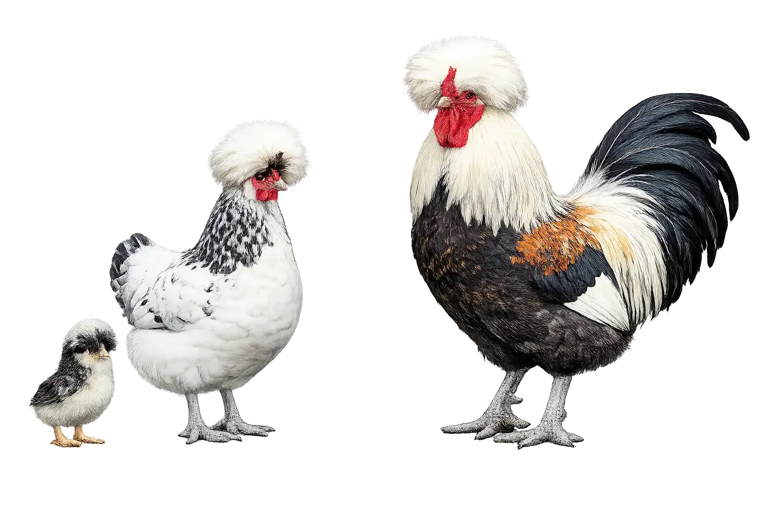 Top Hat Special (Hatchery Line) chick, hen, and rooster on a transparent background
