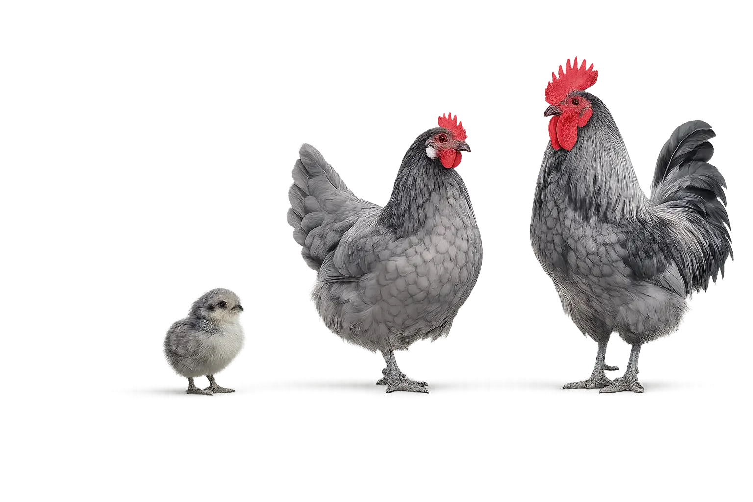 Andalusian Chicken (Blue Andalusian)