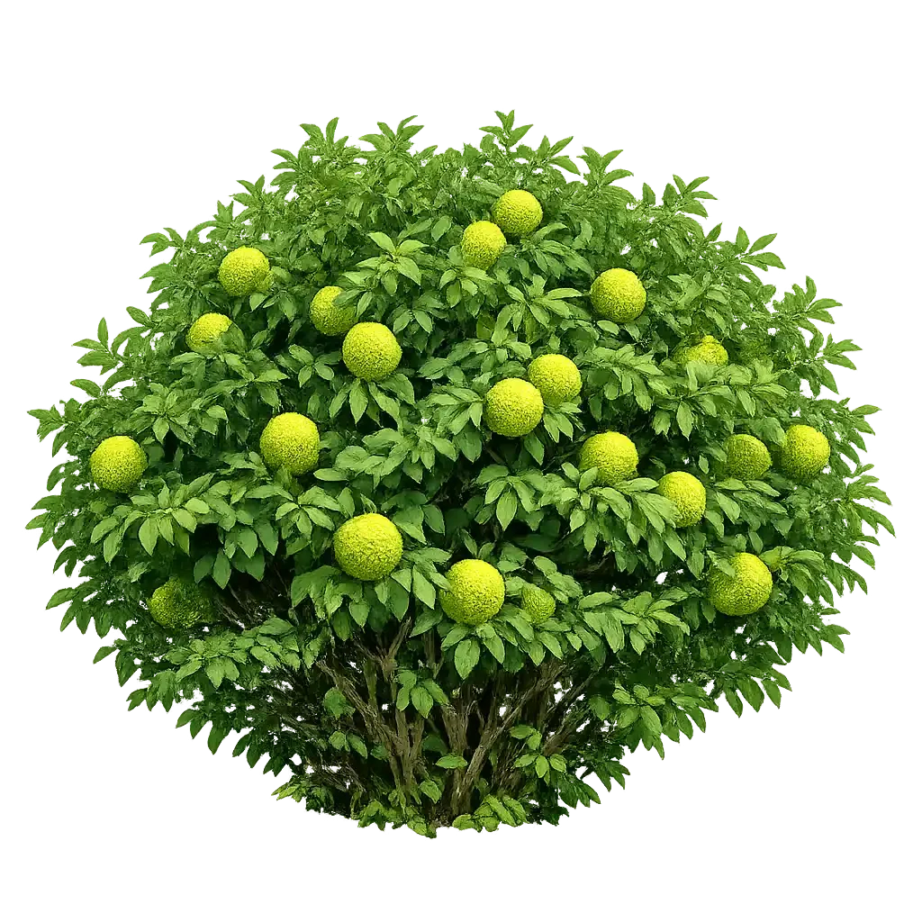 Osage Orange
