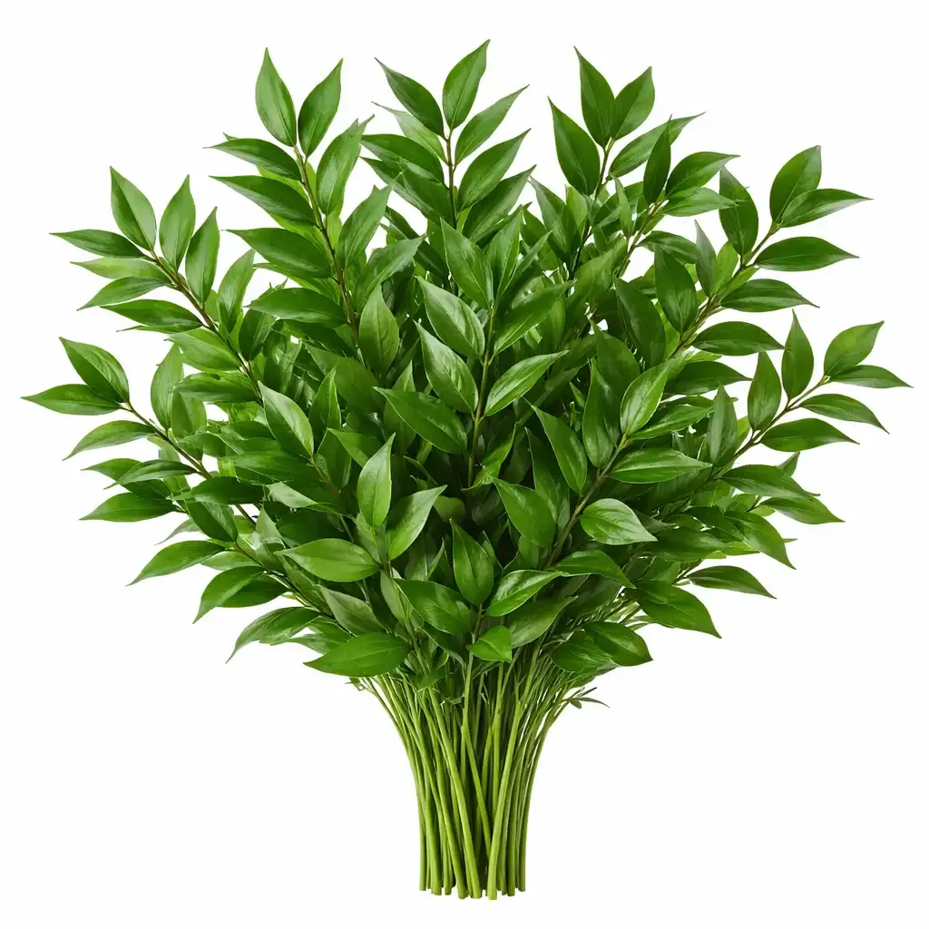 Italian Ruscus