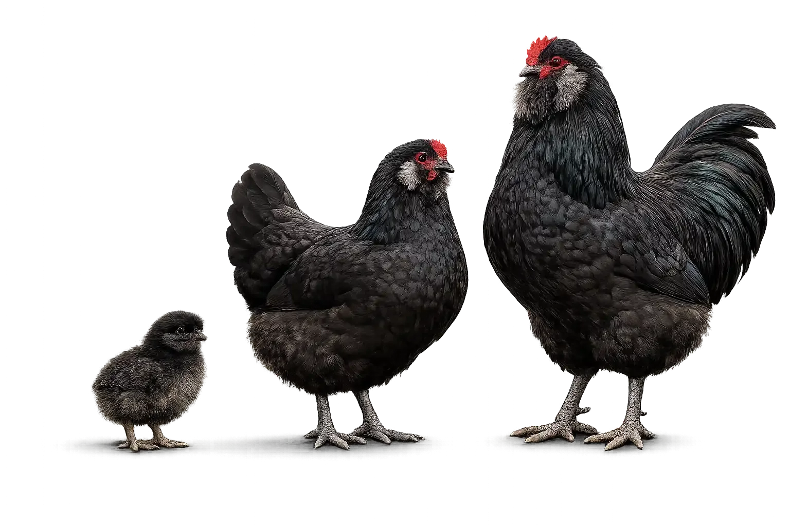 Black Ameraucana