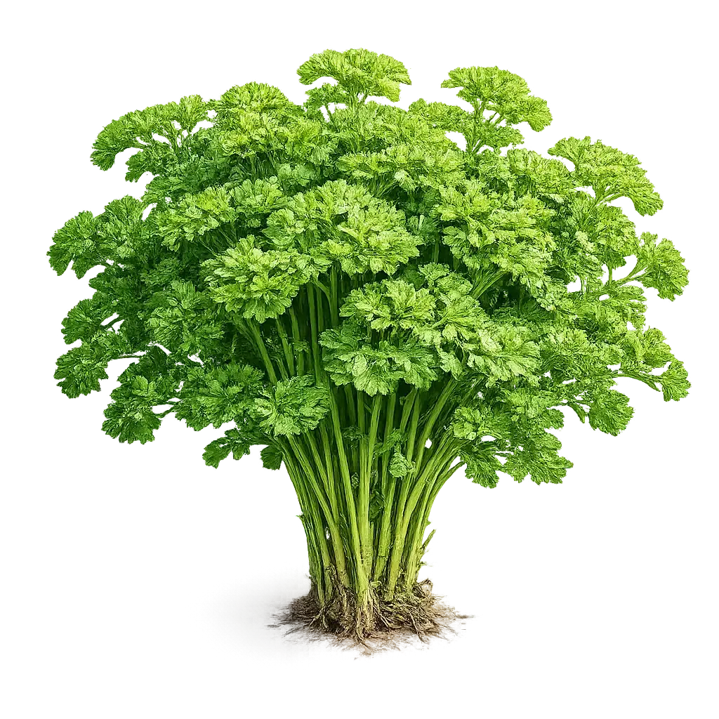 Parsley