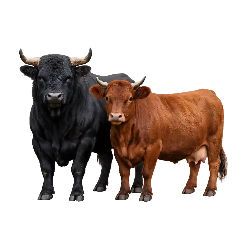 Dexter Cattle Bull and cow