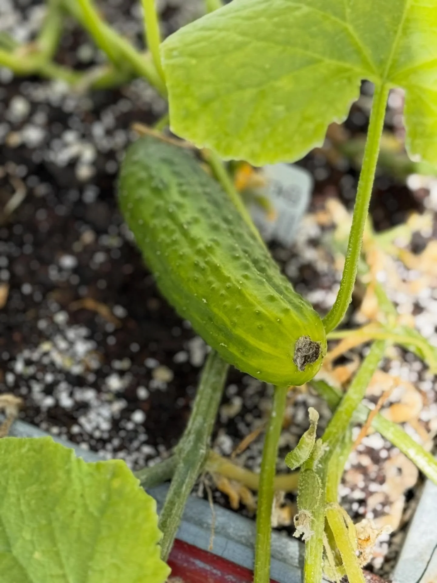 I love spring!  @jeffreywerve has been busy in the garden. Stoked he&rsquo;s found his green thumb bc tending to these babes has been really fun&hellip;.I&rsquo;m a visual learner 😂😂. Now, it&rsquo;s time to eat 😊 #loveyourlifeanditlovesyouback #g