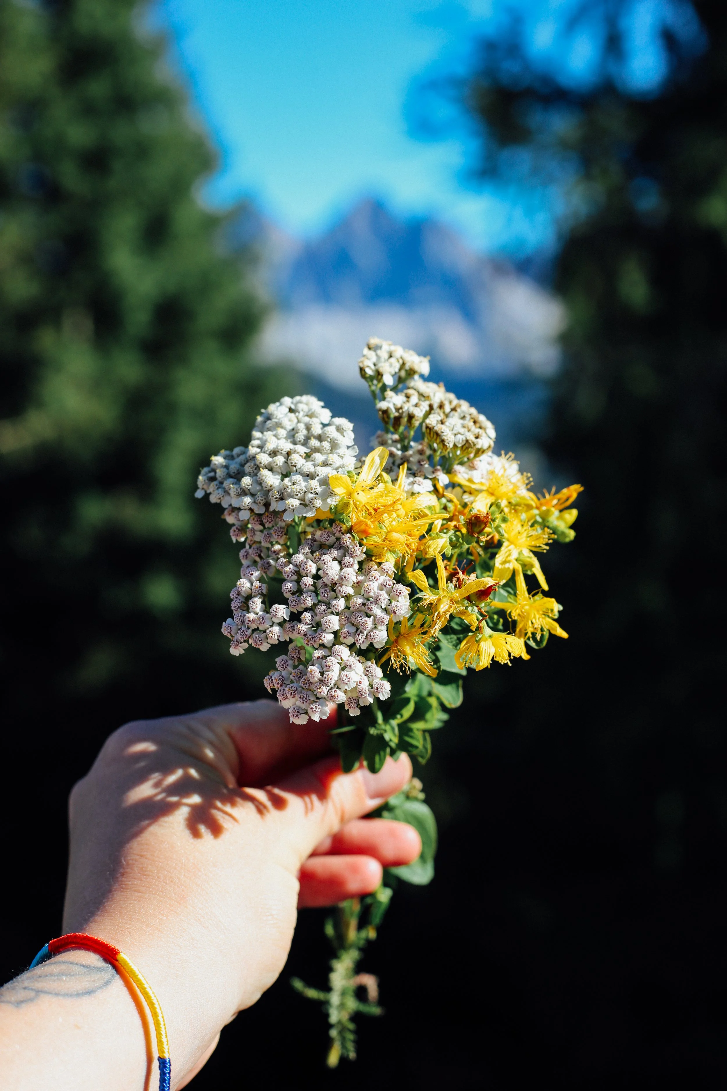 Person holding a bouquet of wildflowers with a mountain in the background.