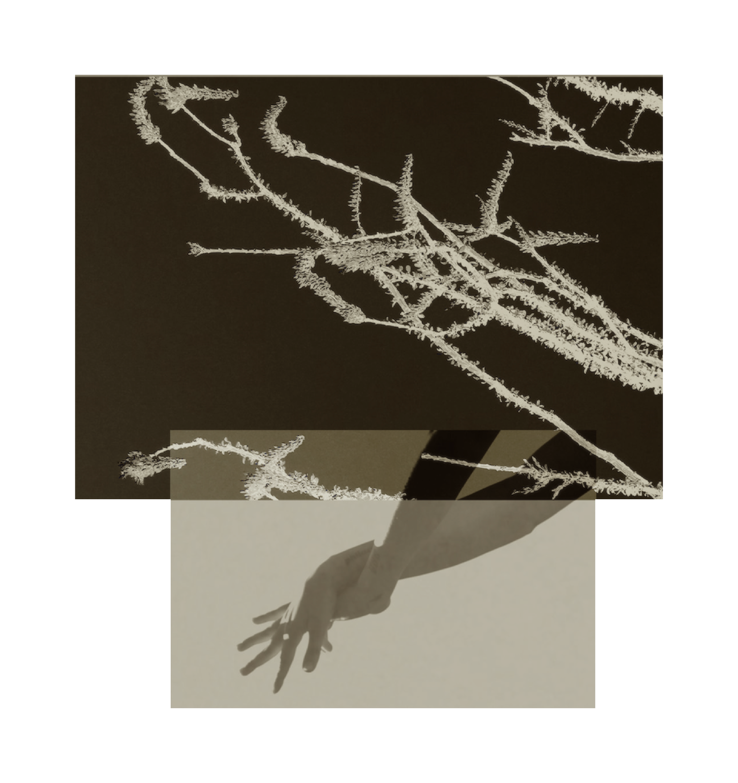 A collage of two images, one showing frosty tree branches and the other showing a person's arm and hand stretched out with fingers splayed.
