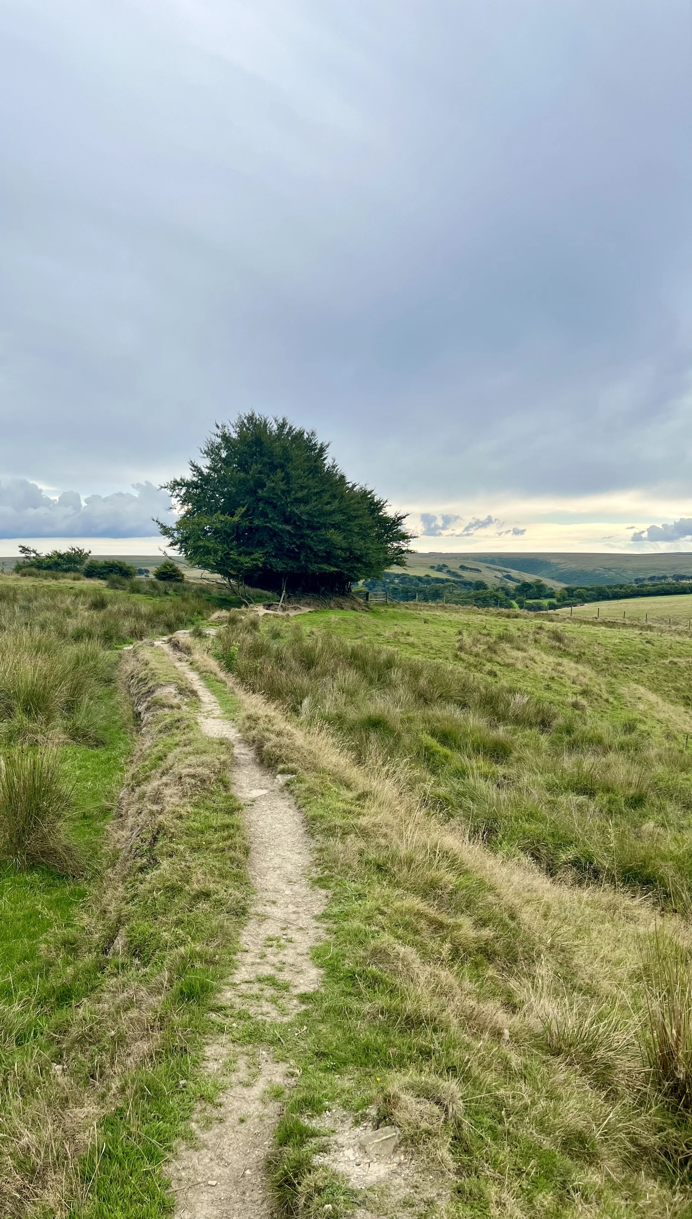 A dirt path through grassy fields leading to a cluster of trees under a cloudy sky.