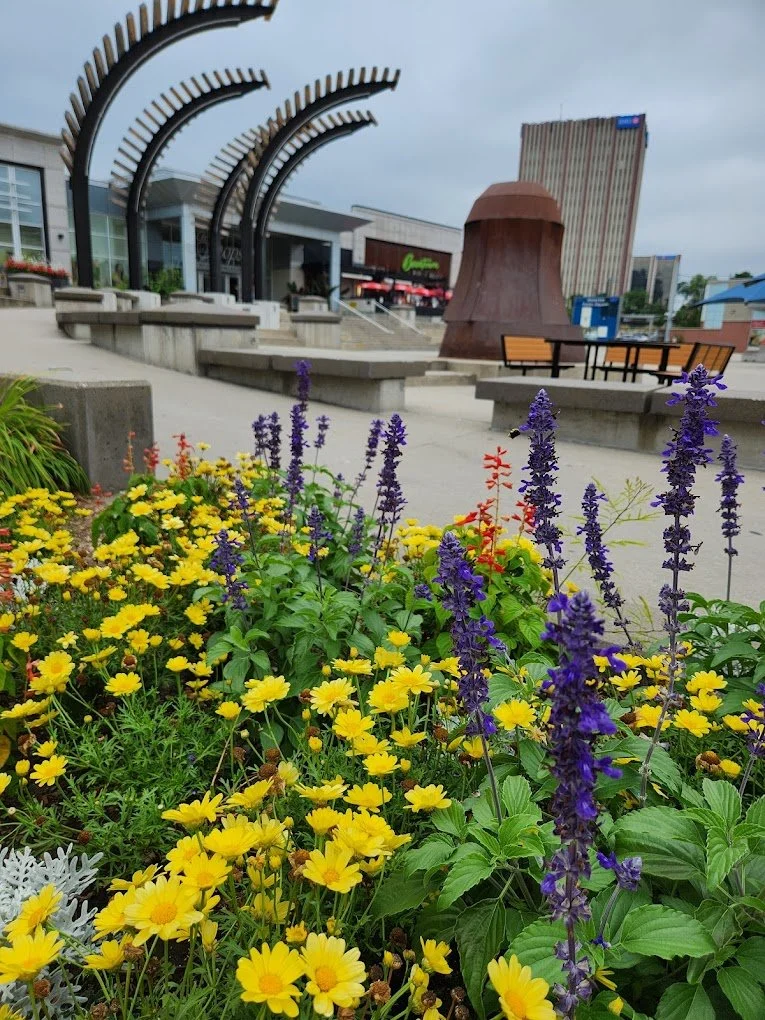 Public square in Waterloo, Ontario, with seasonal flowers and civic plaza architecture.