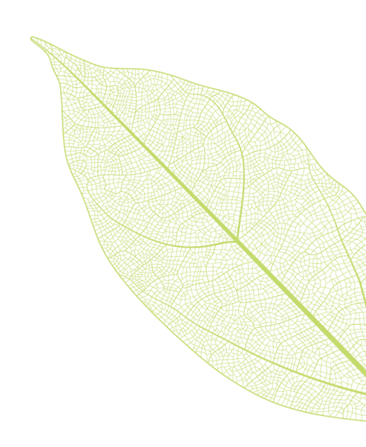Close-up of a green leaf showing detailed vein structure against a black background.