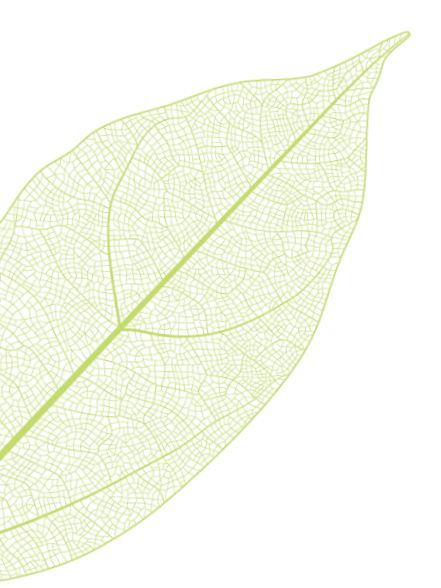 Close-up of a green leaf with intricate vein patterns on a black background.
