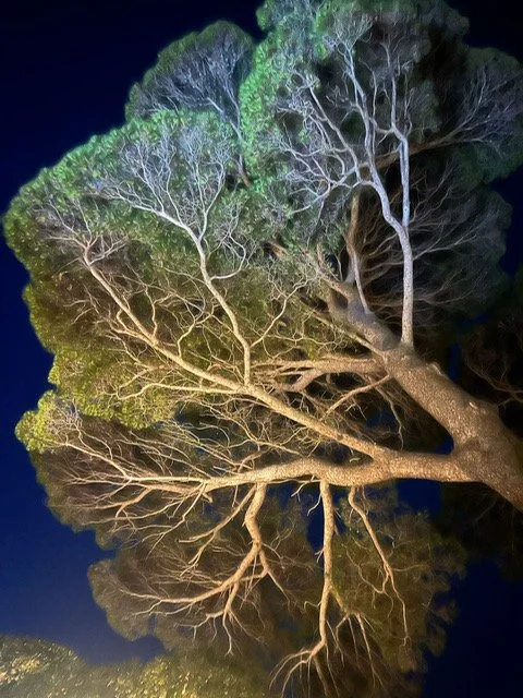 Tree illuminated at night with branches and leaves visible against a dark sky.