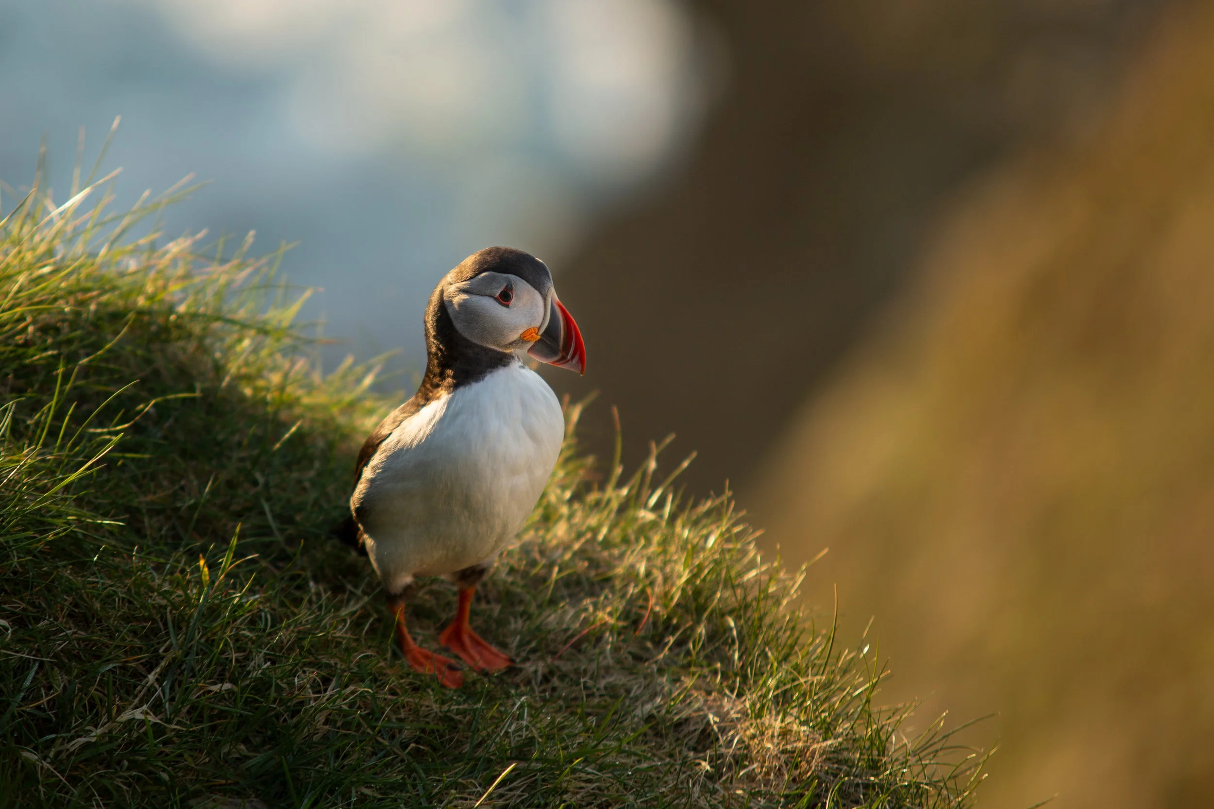 Sumburgh Puffin 2) (4).jpg
