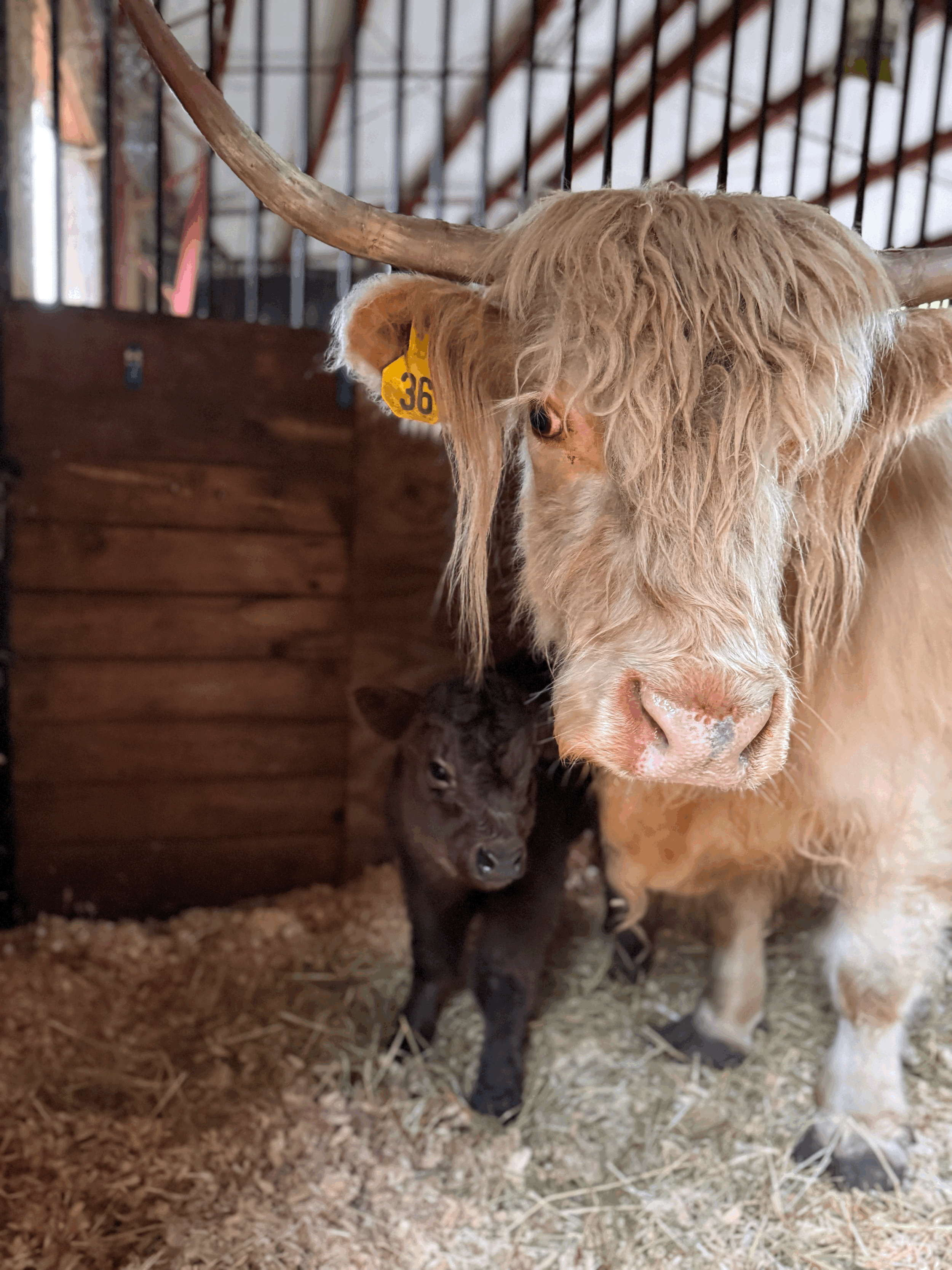 Foxy – Our Blonde Bombshell