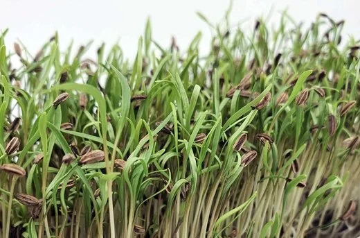 Mirogreens de Feno Grego