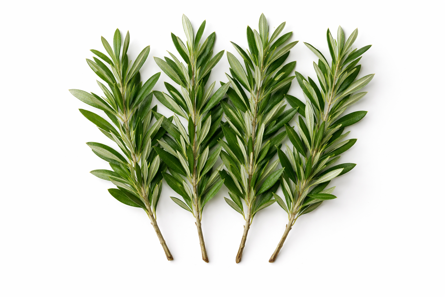 Ramos de Folhas de Oliveira