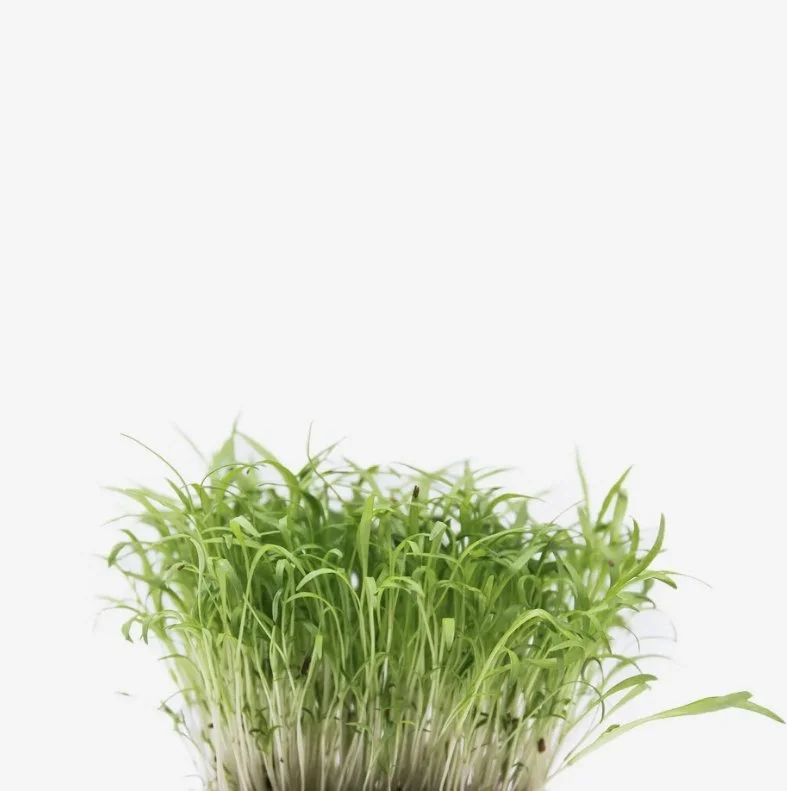 Microgreens de Cenoura