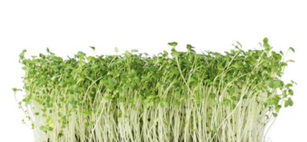 Mirogreens de Alfalfa