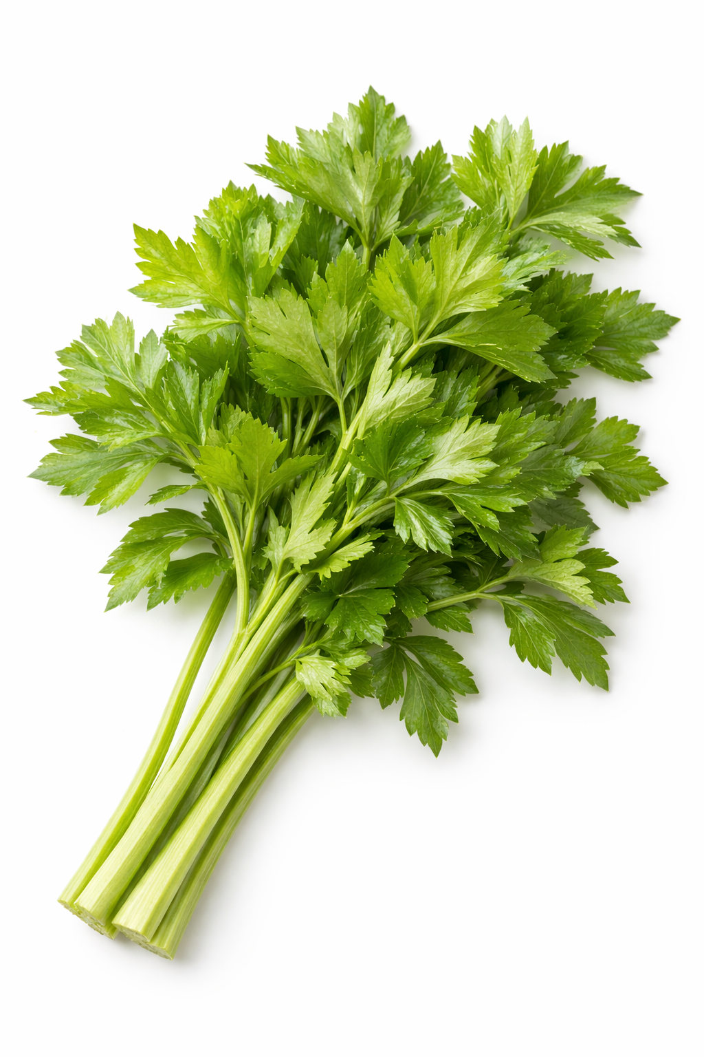 Folhas de Aipo Verde Pascal