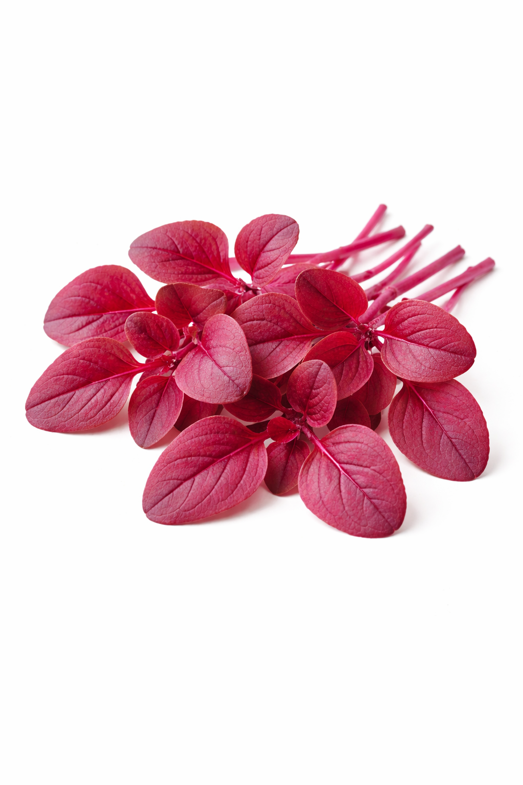 Mini folhas de Amaranto