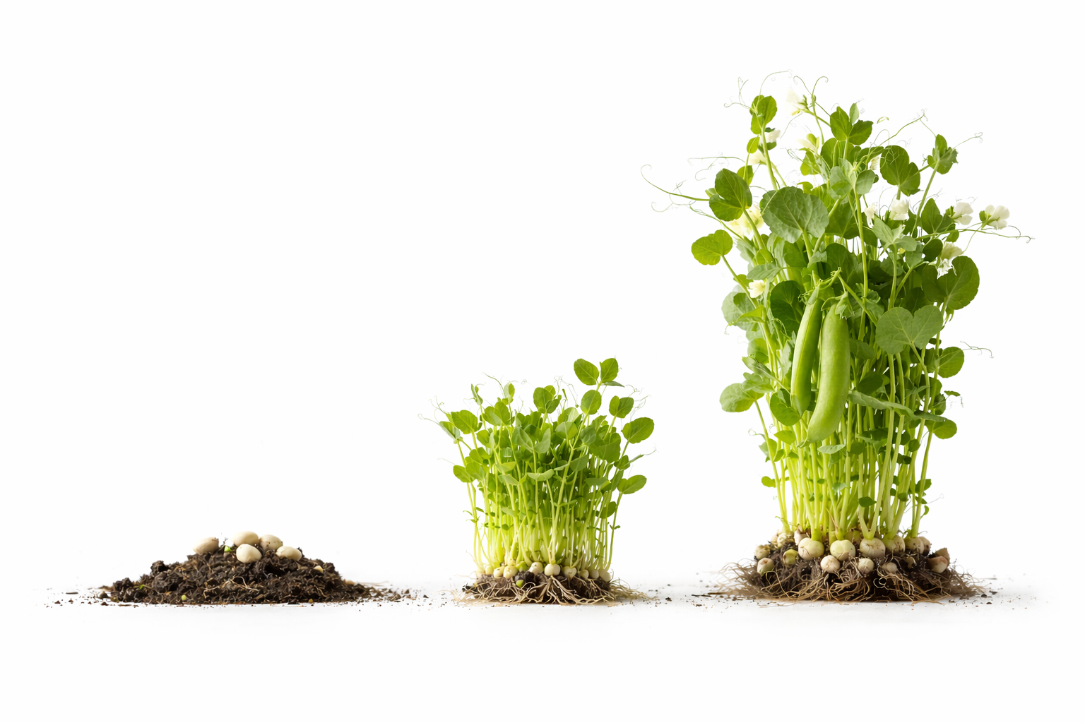 Quinta das Graças - Produção de Ervilhas frescas e de quebrar, Microgreens, Vegetais Baby Leaf, Vegetais Vivos.