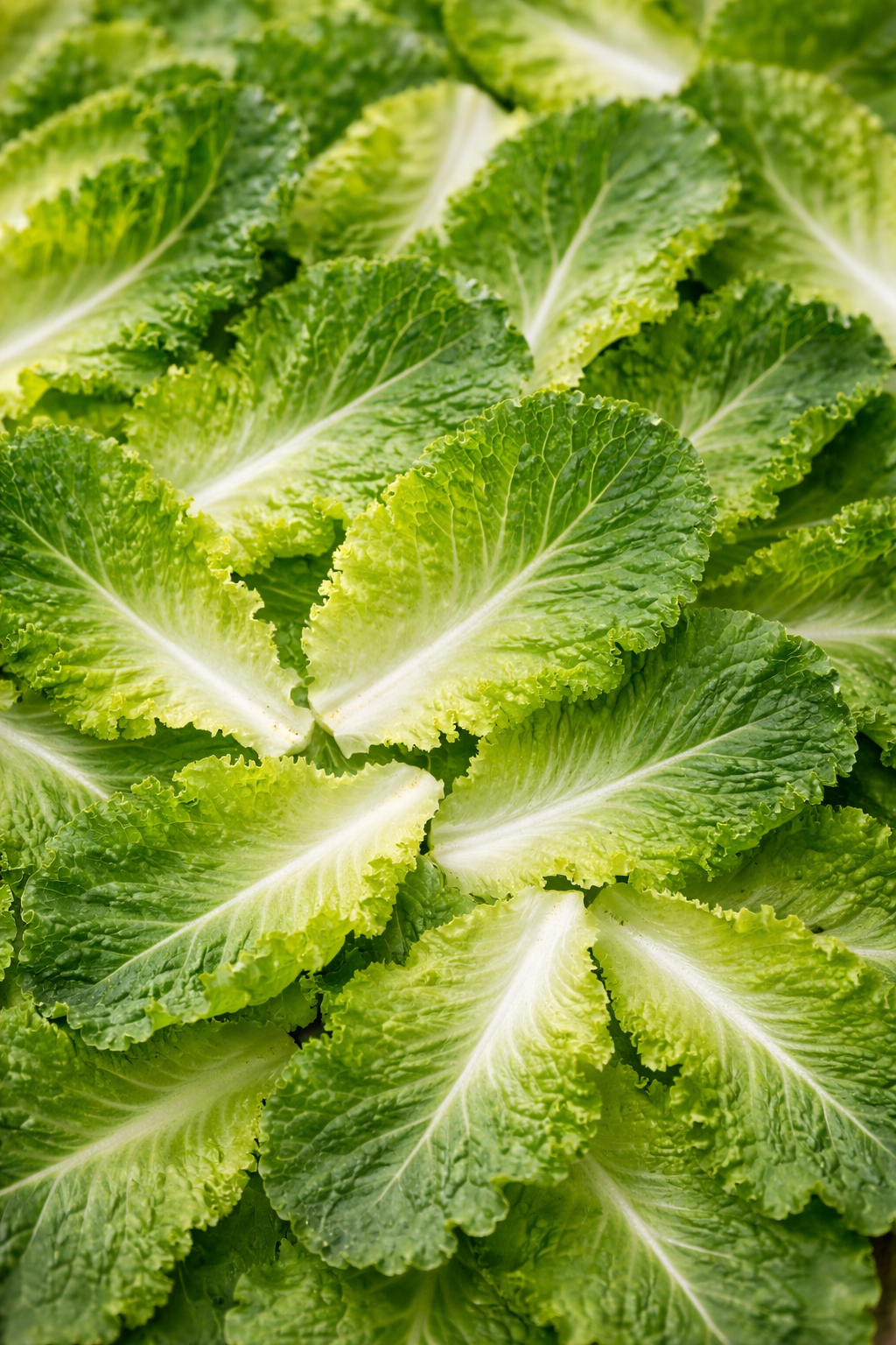 Mini folhas de Alface Romana