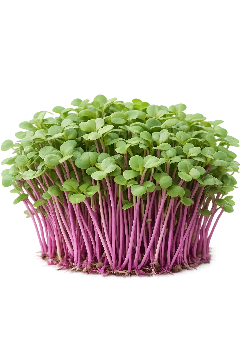 Microgreen de Rabanete