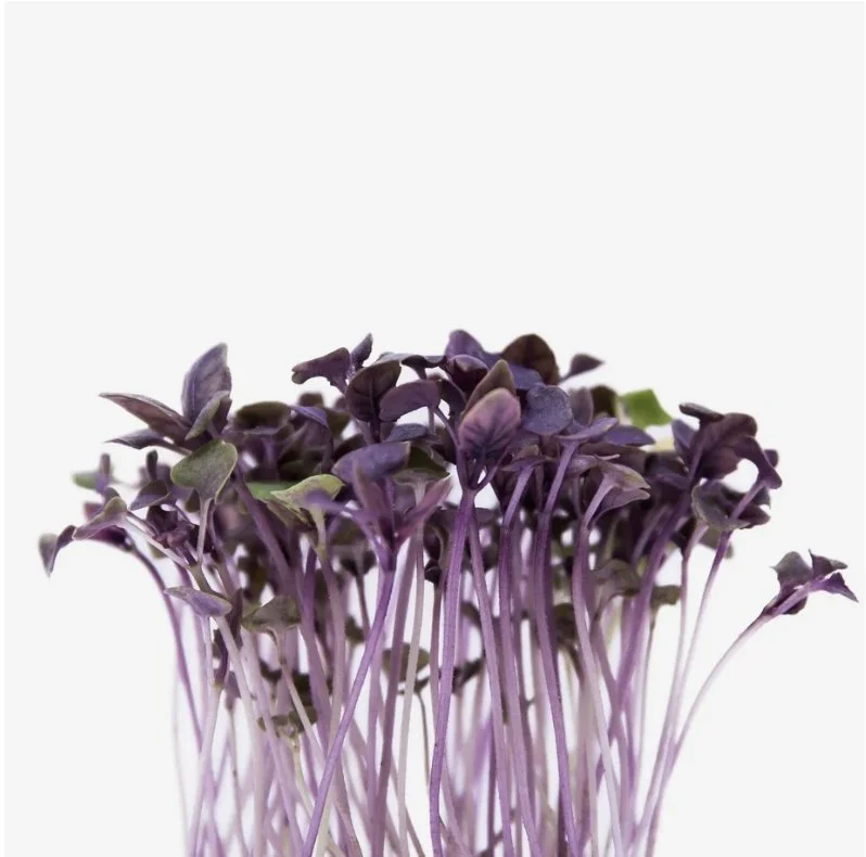 Microgreens Manjericão Roxo