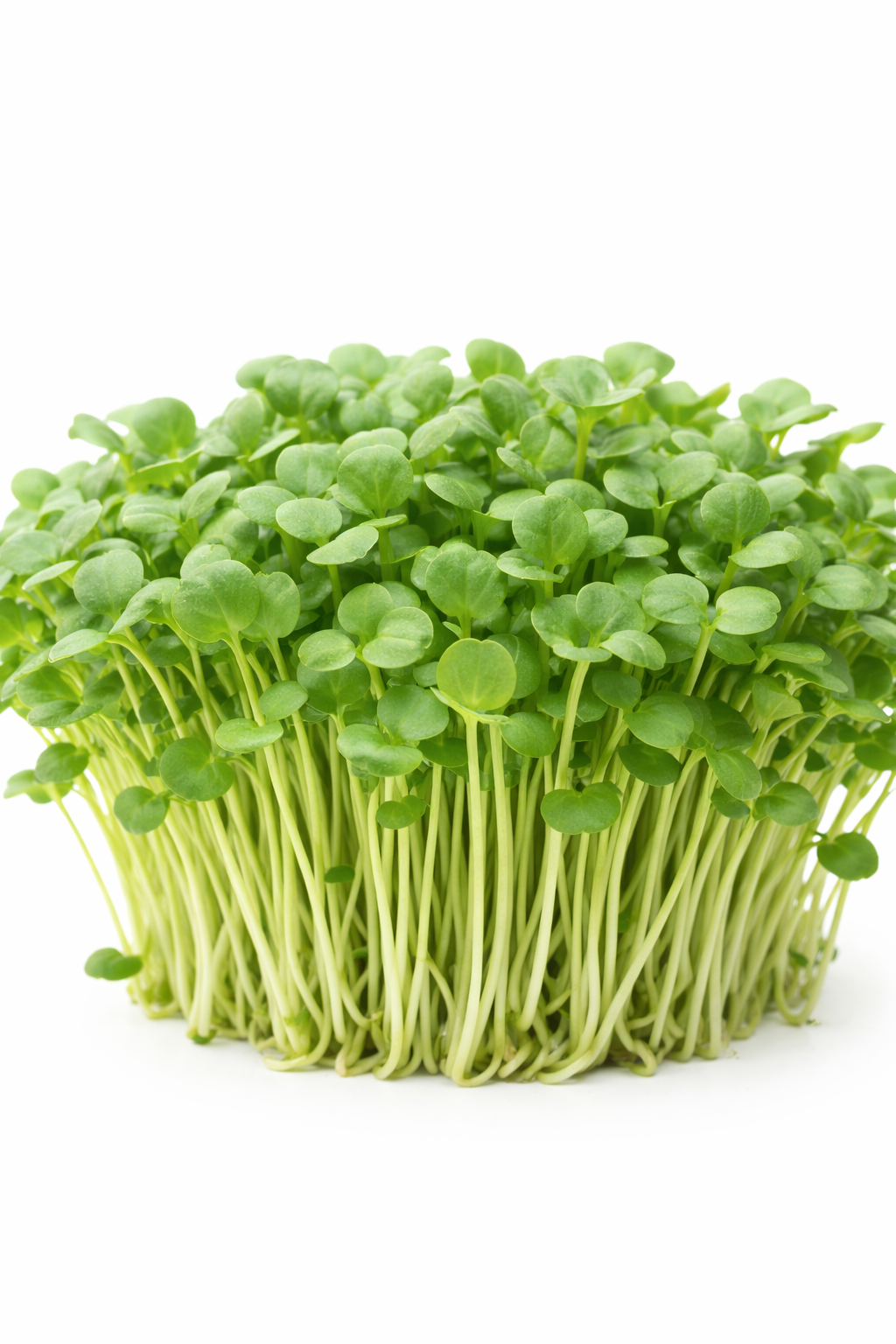 Microgreen Pak Choi
