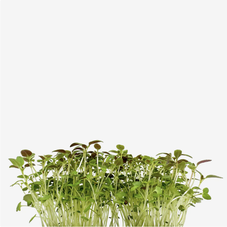 Microgreens de Tomilho