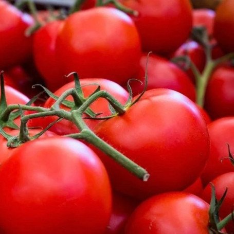 Quinta das graças- tomate-san-pedro.jpg