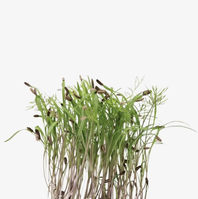 Microgreens de Funcho