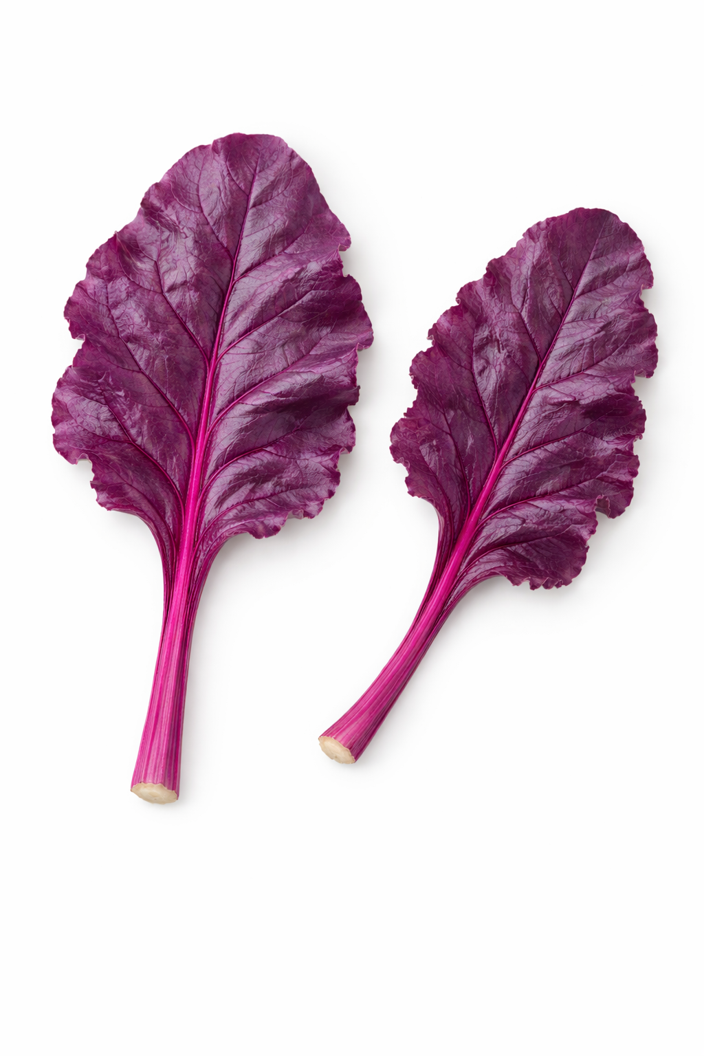 QG_Mini folhas de Beterraba.png