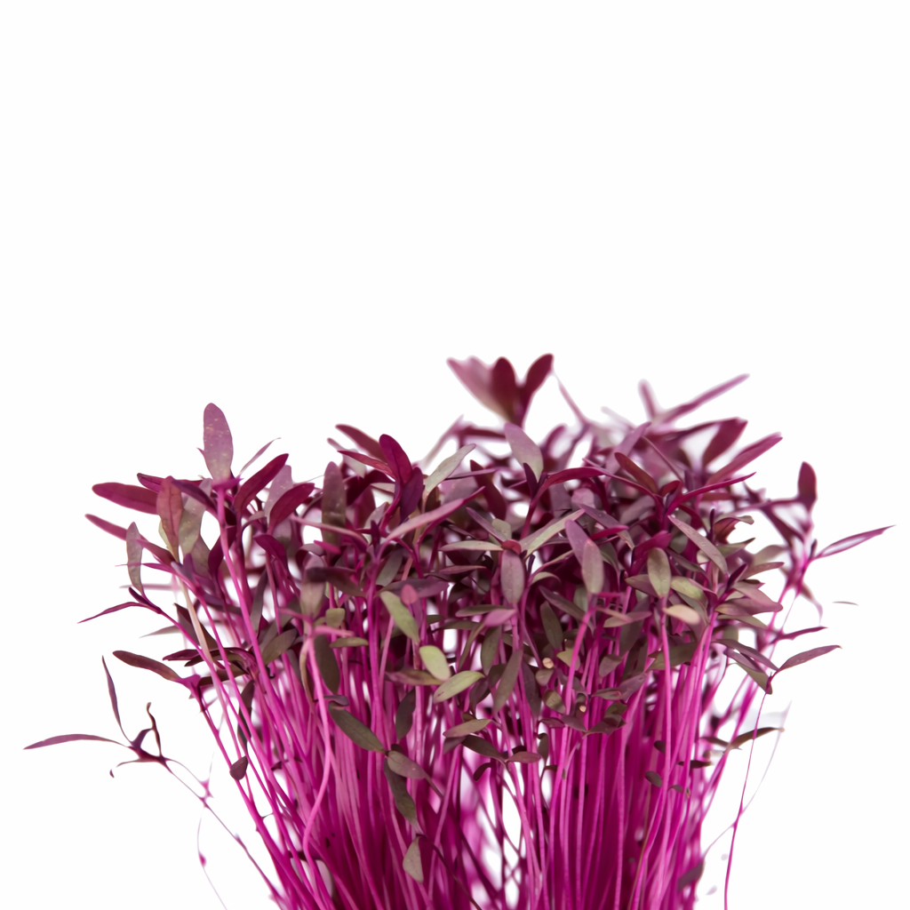 Quinta das Graças - Microgreens Amaranto.png