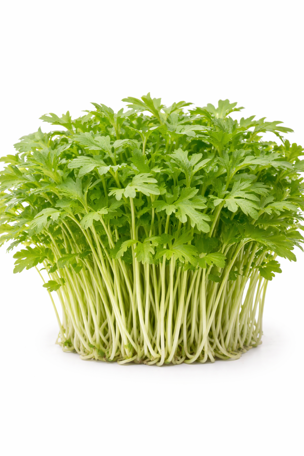 Microgreen Mostarda Mizuna