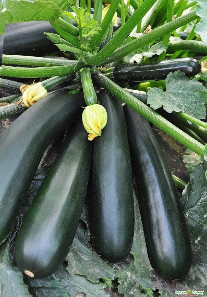Courgette Black Beauty